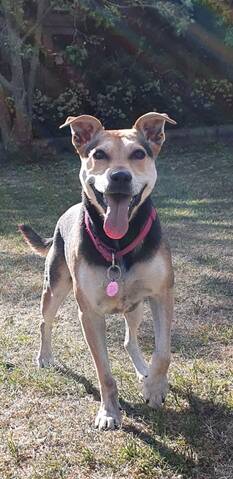 German shepherd store x american staffy