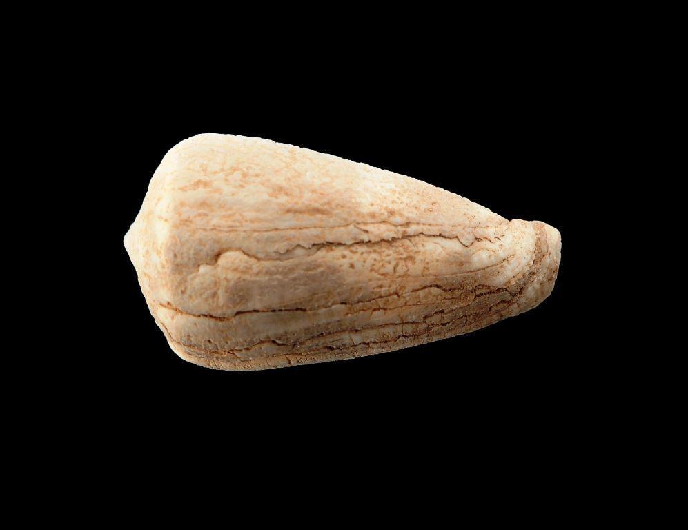 Conus cf. Striatellus fossile Pleistocène ? Conus_13