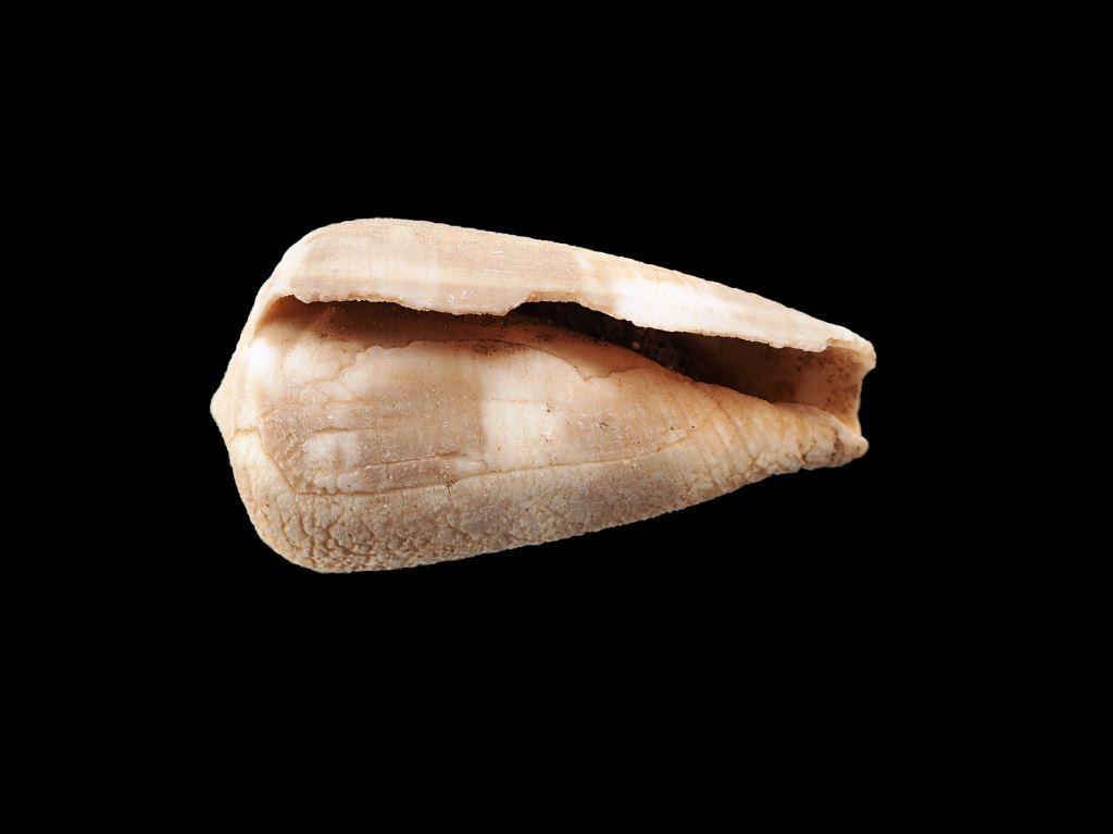 Conus cf. Striatellus fossile Pleistocène ? Conus_15