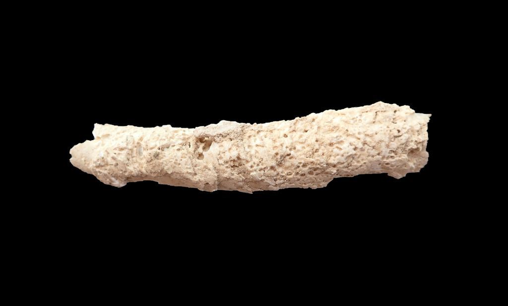 Hémi-tube cloisonné Récif surélevé Pleistocene Djibouti Tube_c12