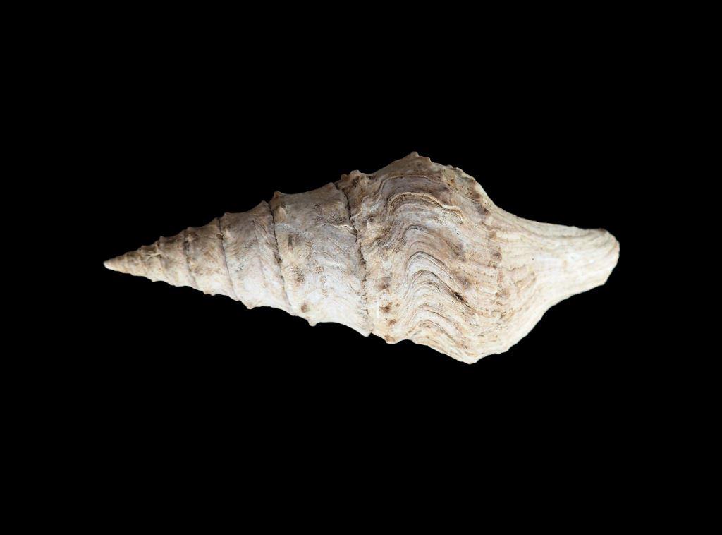 Gastéropode fossile Lutétien de Grignon? à identifier X_75_810