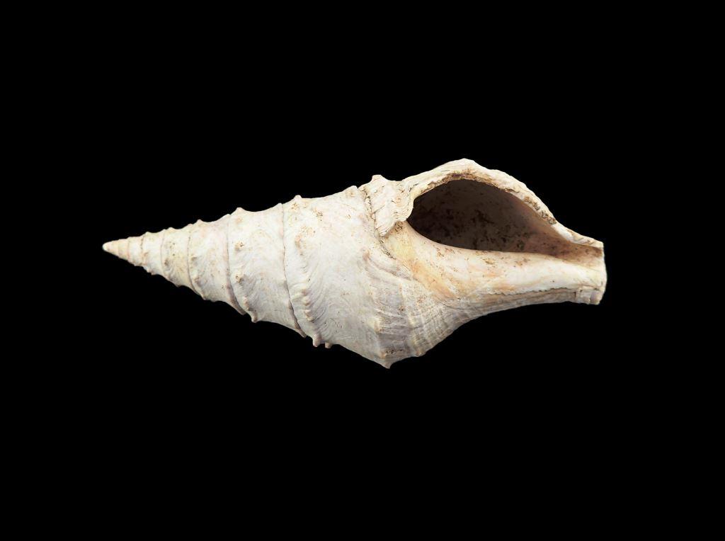 Gastéropode fossile Lutétien de Grignon? à identifier X_75_811