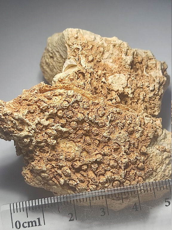 Plioceno-Pleistoceno E de Mallorca 16357822