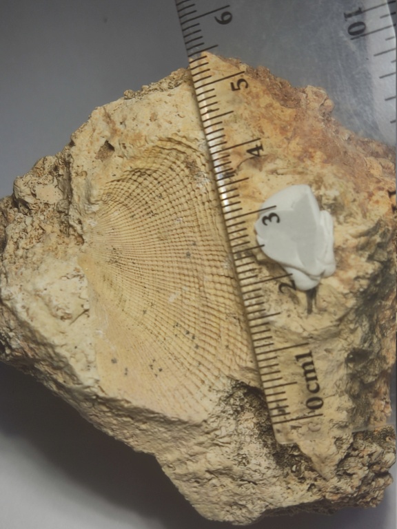 Plioceno-Pleistoceno E de Mallorca 16357825