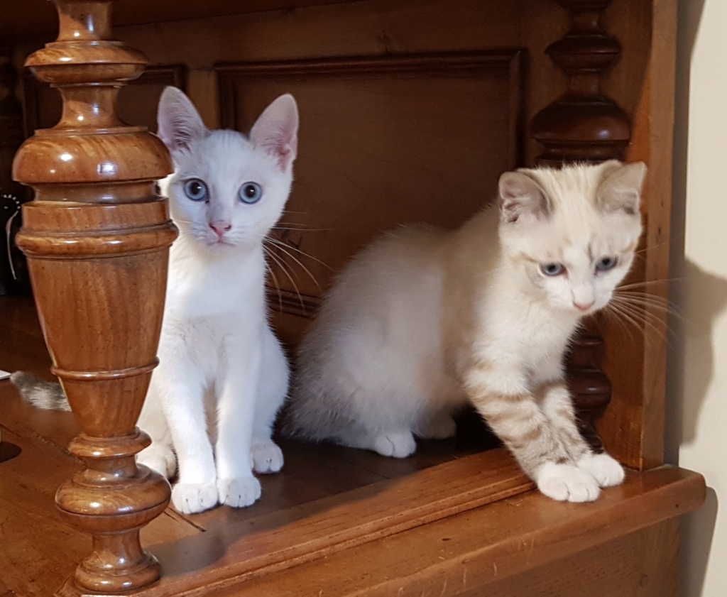 JAVA (ex-ALIÉNOR) & PIXEL (ex-ALVIN) blanc siamoisé (5/2021) 20210820