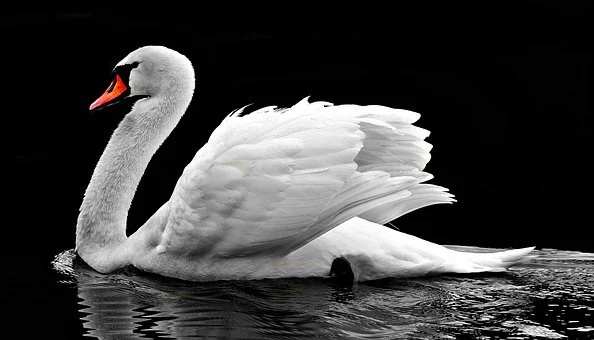 cygne...... Swan-210