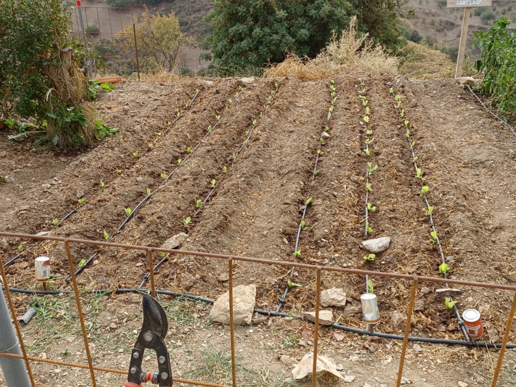 Empezando el huerto de temporada del otoño invierno  2eb7d110