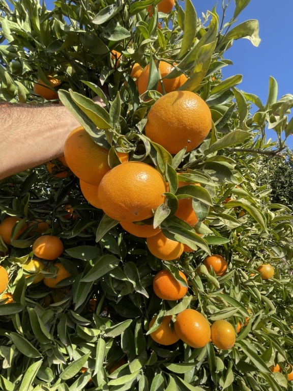 Recogida de mandarinas tardías. 8aee1e10