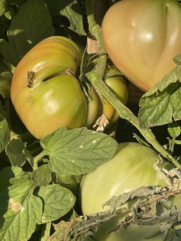 Huerto ecológico de tomates castellano y corazón de buey 922e4910