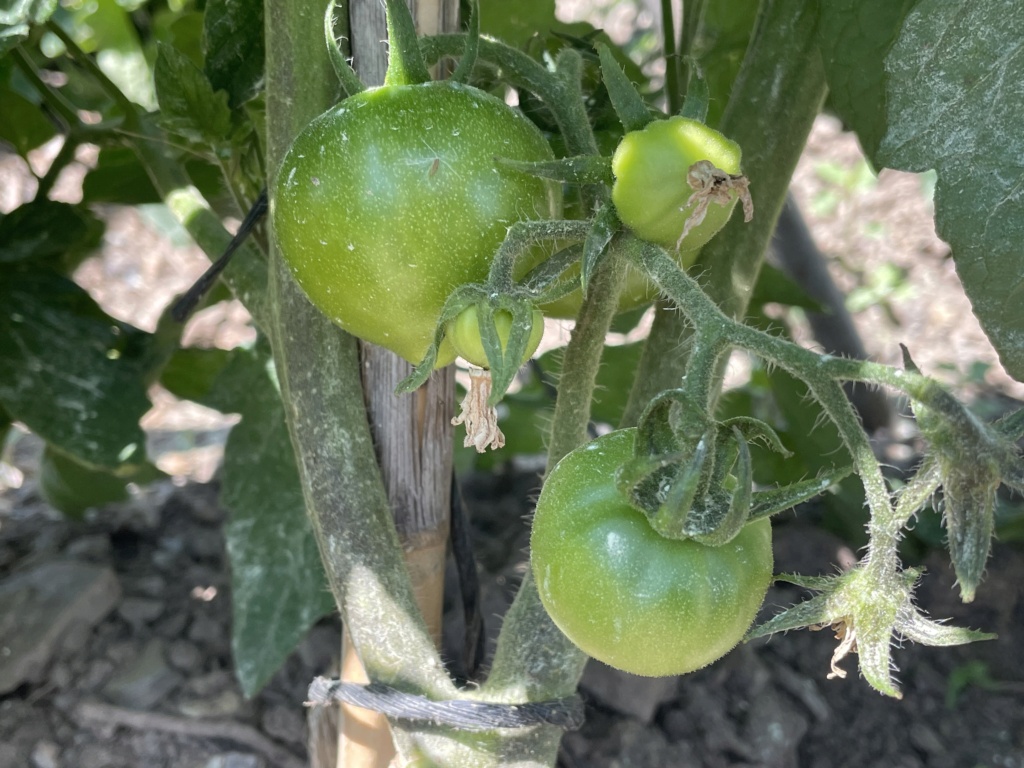 Huerto de tomates paula E72f9410