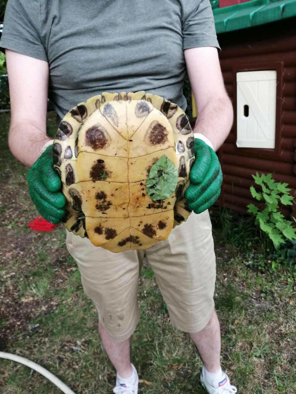 Tortue trouvée dans la nature 35737411