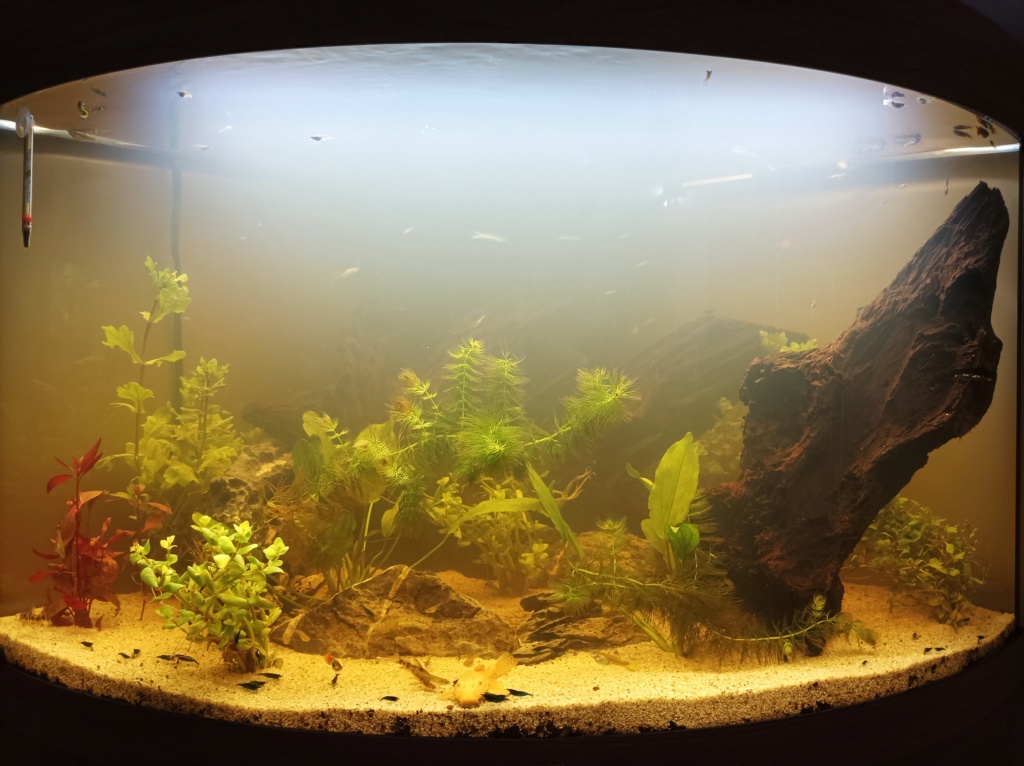 Réfection aquarium envahi par les algues (Trigon 190l) Img_2012