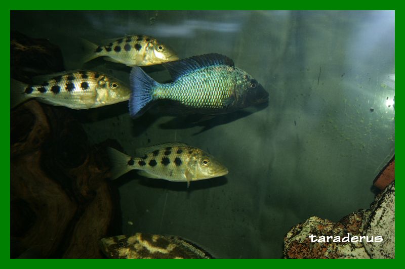 Fossorochromis rostratus Mon_im10