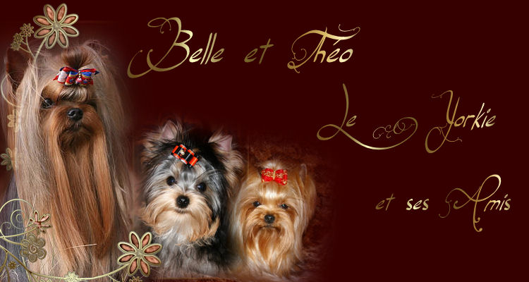 forum belle et tho yorkshire terrier