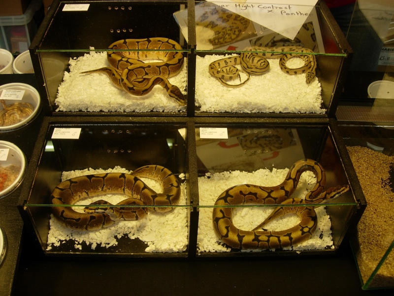 Photos de la Bourse aux Reptiles d'Illkirch 2009 ! Illkir12