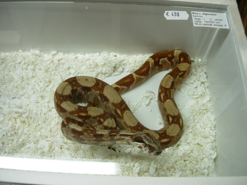 Photos de la Bourse aux Reptiles d'Illkirch 2009 ! Illkir13