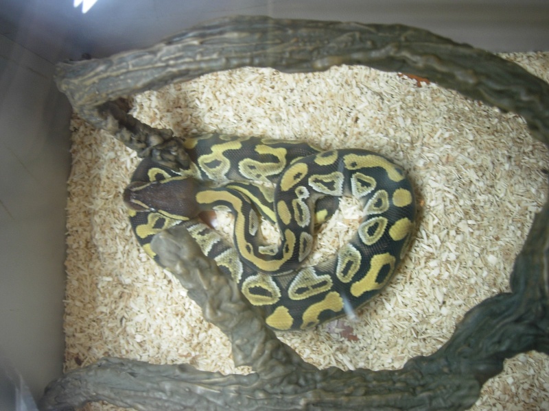 Photos de la Bourse aux Reptiles d'Illkirch 2009 ! Illkir23