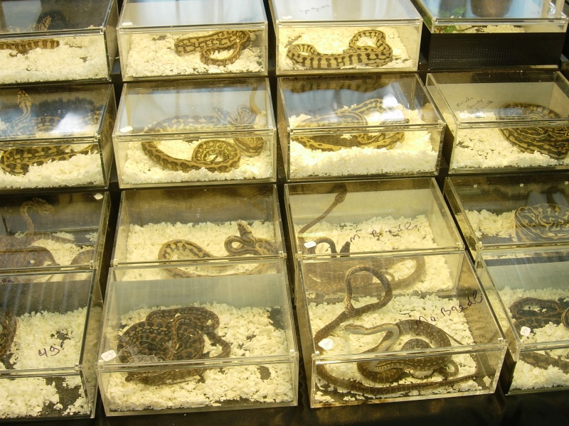 Photos de la Bourse aux Reptiles d'Illkirch 2009 ! Illkir50