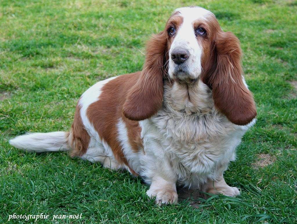 Basset Hound - Page 2 Img_1410