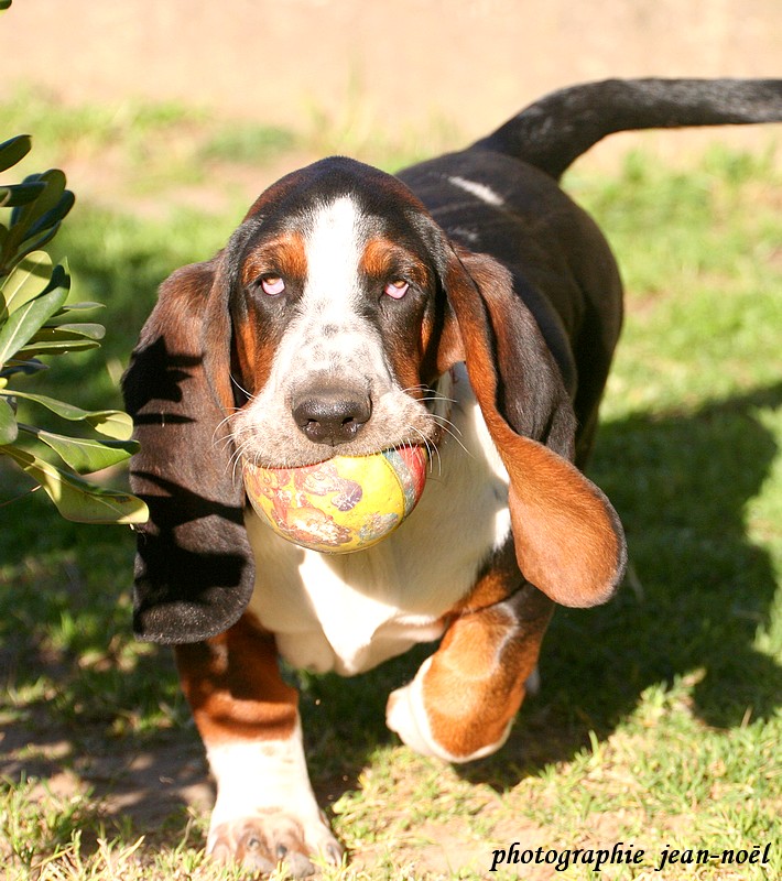 Basset Hound - Page 2 Img_1510