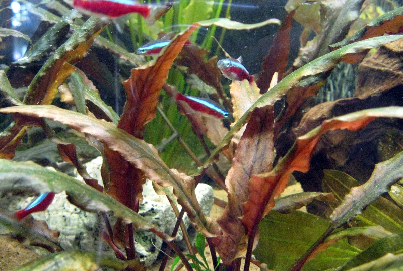 90 gallons (360L) biotope type sud-américain Crypto10