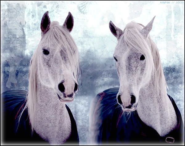 Chevaux gris Ocean_12