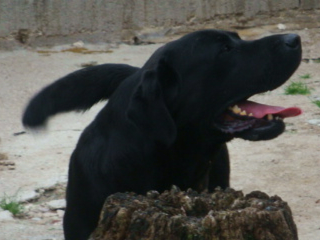 Balcan Labrador Noir de 2 ans (54) Balcan10