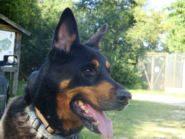 Blaky Berger Allemand X Beauceron de 13 ans (54) Blacky12