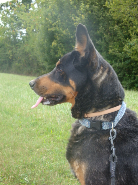 Blaky Berger Allemand X Beauceron de 13 ans (54) Blaky_24