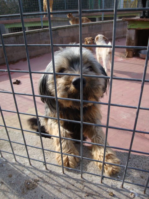 Cachou Terrier du Tibet X Griffon de 3 ans (54) Cachou10
