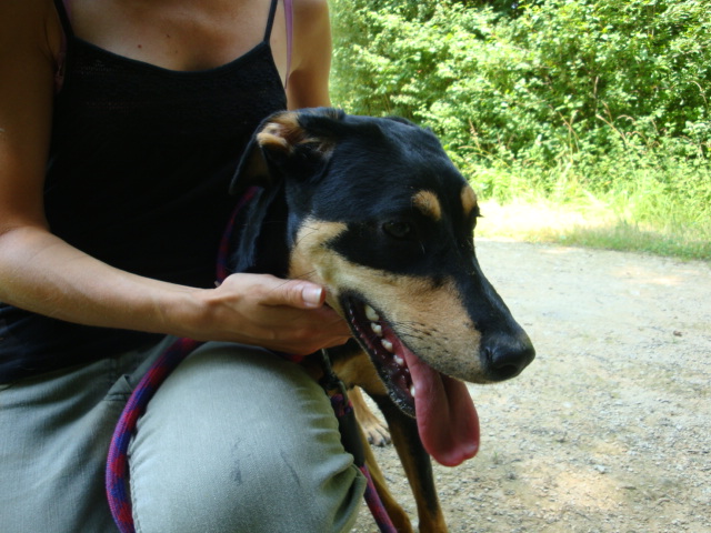 Caline croisé Brachet/Pinscher de 2 ans (54) Caline15