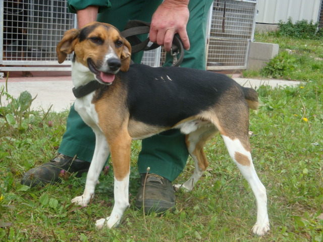 COYOTTE, croisé beagle mâle, 3 ans (54) Coyott10