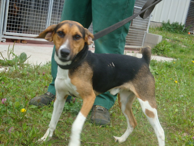 COYOTTE, croisé beagle mâle, 3 ans (54) Coyott11