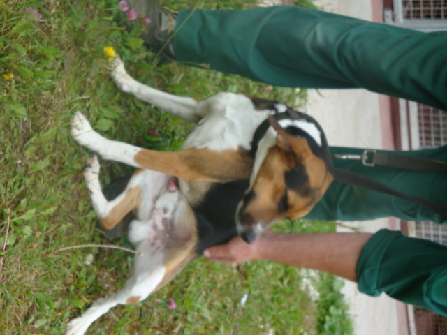 COYOTTE, croisé beagle mâle, 3 ans (54) Coyott12