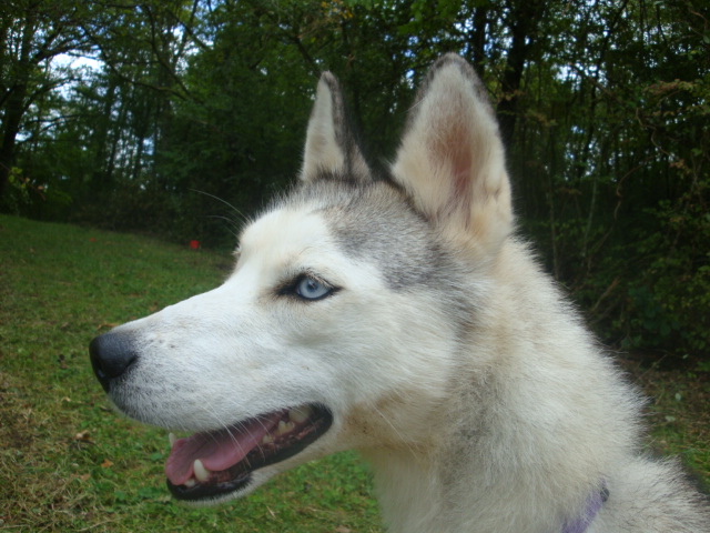 Mlodie Husky Sibrienne de 5/6 ans (54) Malodi17