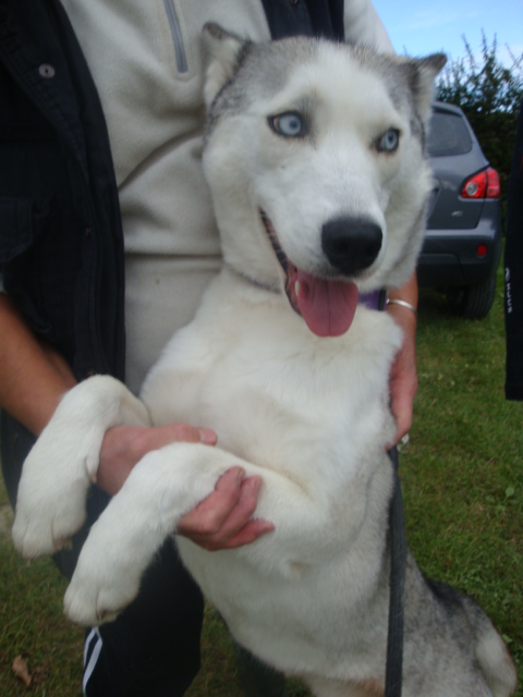 Mlodie Husky Sibrienne de 5/6 ans (54) Malodi27