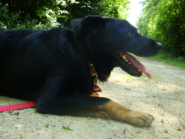 Noireaud Berger Allemand X Beauceron de 3 ans (54) Noirea17