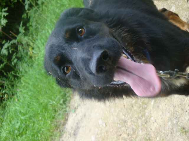 Noireaud Berger Allemand X Beauceron de 3 ans (54) Noirea22