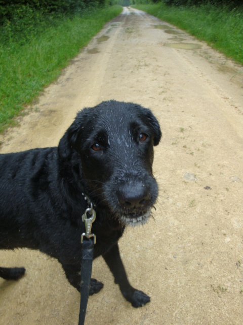 SALLY - x griffon/labrador 12 ans (4 ans de refuge) Refuge du Mordant à Toul (54) Sally_13