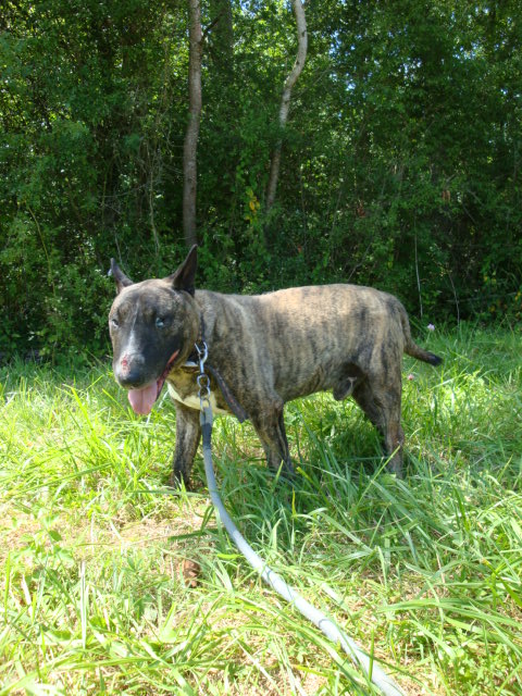 Seven Bull Terrier de 11 ans (54) Seven_10