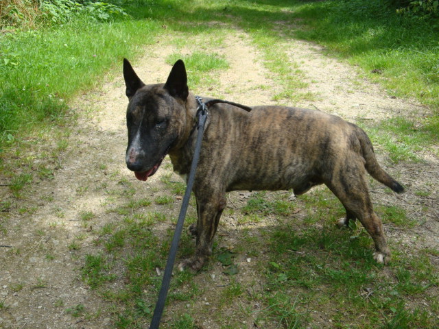 Seven Bull Terrier de 11 ans (54) Seven_11