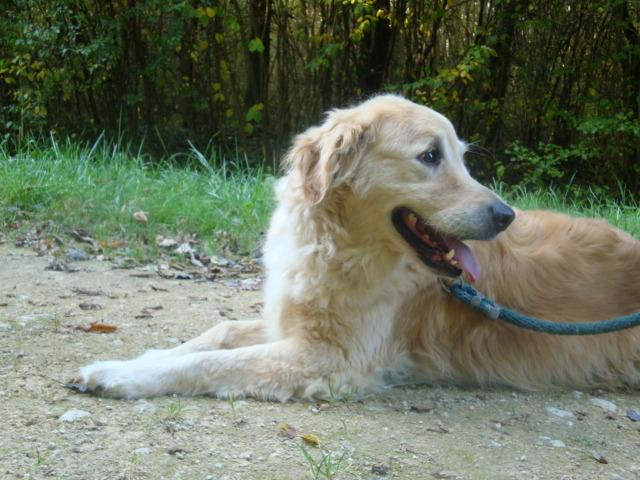 Tamara Golden Retriever de 7 ans (54) Tamara11