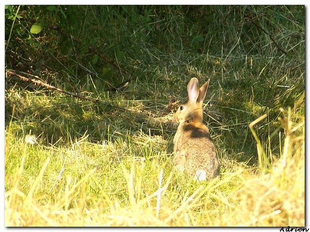 Lapin de garenne ! - Page 2 Lapin_12