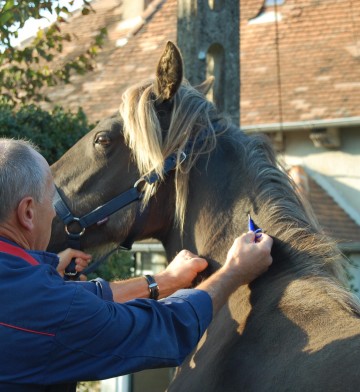 réglementation Europ en matière d’identification des chevaux 13408110