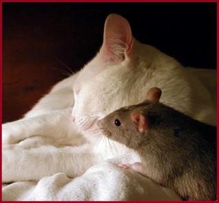 Un rats qui aime les chats « pourquoi pas !! » 2qor0m10