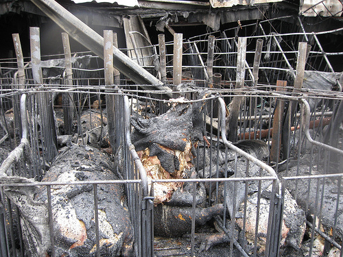 " Canada " 15000 porcs tués par un incendie ... 38375210