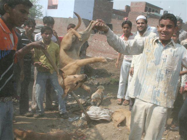 STOP aux massacres de chiens à Meerut,Uttar, Pradesh, Inde ! 510