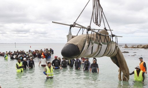 80 baleines échouées sur les plages australiennes Afp_cn11