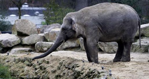 Pays-Bas :Un éléphant meurt dans un zoo après une chute Annabe10