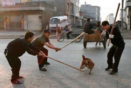 Régulation imminente de chiens en Chine ! Chine110